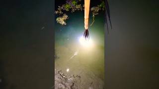 বাংলাদেশী যেভাবে রাতে মাছ ধরে। How Bengalis fish at night. Part -1133 #fishing #fish #night #viral