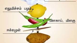 நம் முன்னோர் பயன்படுத்திய முதலுதவிப் பெட்டி