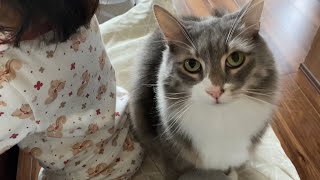 順番に甘えてくる猫　ラガマフィン　ノルウェージャンフォレストキャットA cat that comes to be stroked in turn.