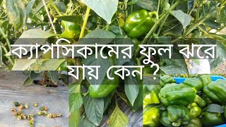 ক্যাপসিকাম চাষ - ক্যাপসিকামের ফুল ঝরে যায় কেন - ক্যাপসিকামের অধিক ফলন পেতে করণীয় কী ?