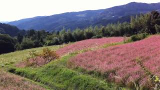 紅そば畑(岡山県の美咲町)