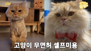 고양이 셀프미용 이것만 기억하세요