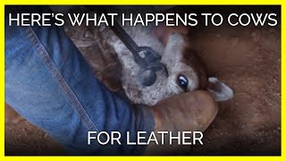 Here’s What Happens to Cows for Leather