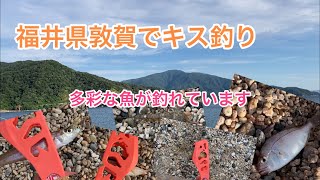 福井県敦賀までキス釣りに行って来ました。キス以外にも多彩な魚が釣れています。