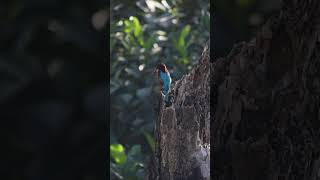 Solitude #kingfisher #birds #birdslife #nature #peacefulmoments #morningvibes #urbanwildlife