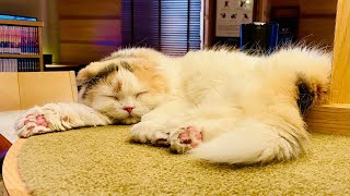 Spending a Day at a Cat Cafe in Japan is Definitely a Fun Day out 🐈 | Cat Cafe MOCHA