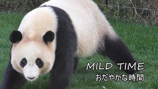 結浜🎀桜浜🌸桃浜🍑「おだやかな時間 MILD TIME」【毎週パンダ】2019/03/09 in アドベンチャーワールド「PANDAS」