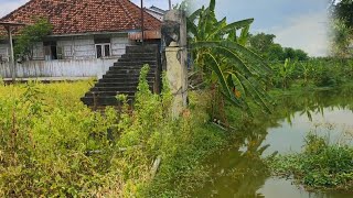 Asli mewah banget spot ini! Belakang rumah yang banyak dihuni ikan