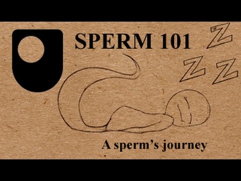 SPERM 101: What's A Sperm's Journey Like? (2/3) SPERM 101: What's A Sperm's Journey Like? (2/3)