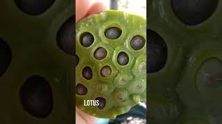 lotus seeds harvesting 😍❤️