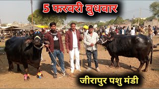 5 फरवरी बुधवार जीरापुर पशु मंडी।।dileep singh।।#जीरापुर #buffalow #buffalodairyfarm