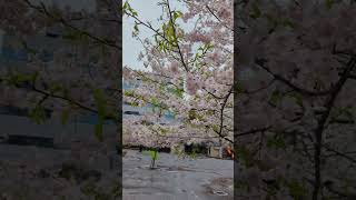 2024年4月9日 公園の桜