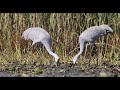 sandhill crane 沙丘鹤