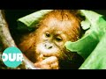 Orangutan Indonesia Kehilangan Rumah & Kisah Tragis Kelangsungan Hidupnya | Dunia Kita