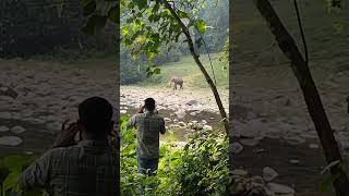 ആന കുളം|| #munnar#anakulam#wildanimals#elephant #forest