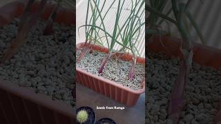 Growing onions from small pot | Ramgo seeds #onion #onions #growingonions #Ramgo seeds #redonion