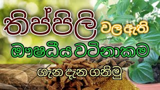 thippili 2021 | long pepper 2021 |  රෝග රැසකට ගුණ දෙන තිප්පිලි ශාකය ගැන ඔබ නොදත් දේ |  තිප්පිලි 2021