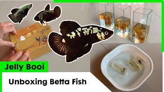 Unboxing Betta Fish (Black Samurai) - Jelly Booi