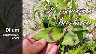 Smartweed (Persicaria barbata) - part 2