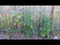 suburban aquaponics tomato clone army