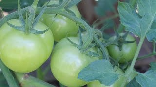 Suburban Aquaponics  - Tomato Clone Army