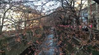 2016/03/27（日）目黒川の桜開花状況