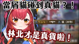 【Vtuber精華】當屑貓碰到真貓？！つな不當人類啦營運！【APEX / 猫汰つな / 神成きゅぴ / dexyuku / VSPO / ぶいすぽ】