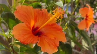 নতুন কিনে আনা জবা গাছকে কিভাবে বসাবেন (How to potting new purchase hibiscus plant)