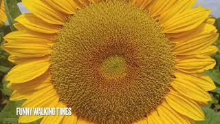 4K You’re the sunflower - Relaxing Cinematic footage Walking tour