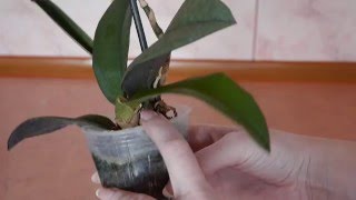 Пересадка орхидеи психопсис от А до Я orchid transplant Psychopsis