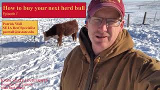 Bull Buying: Five Questions