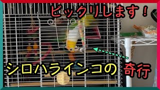 週に2、3回見られるシロハラインコのキャンディの奇行