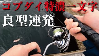 コブダイ連発/金子防波堤のタンコブゲーム【TANKOBUGAMER VOL.2】