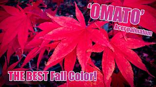 Acer palmatum 'Omato' - A Stunning Japanese Maple for Every Garden! 🍁🌳 Cultivar Highlight w/ Tim!