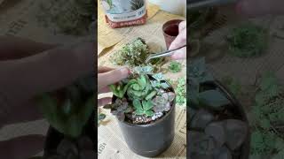 初心者でも簡単な多肉植物の寄せ植えのやり方と育て方🌿/How to plant and grow succulents that are easy even for beginners🌿