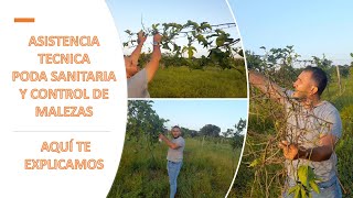 PODA SANITARIA CULTIVO MARACUYA O PARCHA Y APLICACION DE FUNGICIDAS PARA CONTROL DE ENFERMEDADES