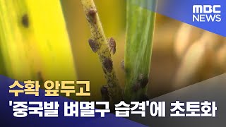 수확 앞두고 '중국발 벼멸구 습격'에 초토화 (2024.09.30/뉴스투데이/MBC)