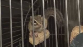 シマリス用ケージ（しまりすを飼う場合のケージの選び方）[ a beginners guide of chipmunk cage ]