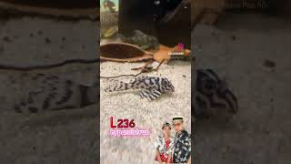 top5 pleco L236 hypancistrus #trending #pecestropicales #fish #acuaristas #fishing #acuarismo #music