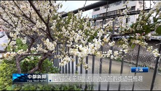 把握最後花期！梅川水岸景觀步道賞梅趣