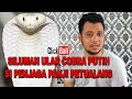 SILUMAN ULAR COBRA PUTIH SI PENJAGA PANJI PETUALANG