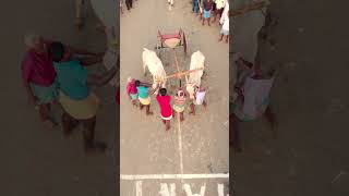 Cow race in Kanyakumari #shorts #nagercoil