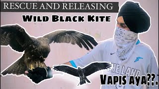 Rescue and releasing * Wild black kite 🦅 / Information about black kite / black kite in india