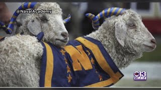 Retired Naval Academy Goat Mascot, Bill 33, Has Died