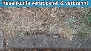 Rasenkante verbrennt und vertrocknet – Was tun – Tipps / Rasen am Rand verbrannt \u0026 wächst nicht