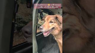 今を楽しむ野犬の子【保護犬めぐちゃん】 #保護犬を家族に