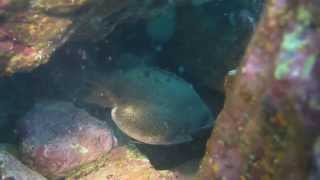 子持ち尺メバル　 Big Japanese Rockfish