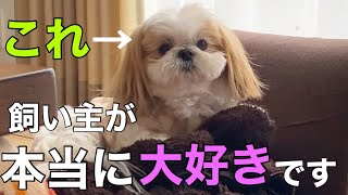 【愛情溢れる犬の行動】飼い主との絆が深まる姿に、思わず笑顔がこぼれる！