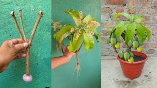 || Unique Skill Propagate grow Mango tree with Onion ||Simple Method Grafting mango tree With Onion