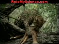 leopard kills antelope rate my science